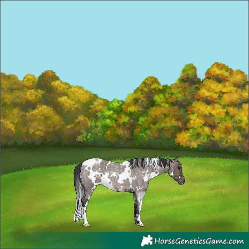Horse Color:White Spotted Brown Roan Dun Appaloosa 