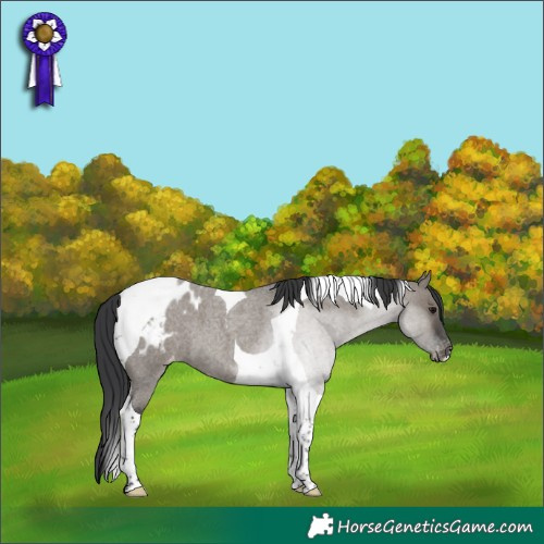 Horse Color:Grullo Roan Tobiano Appaloosa 