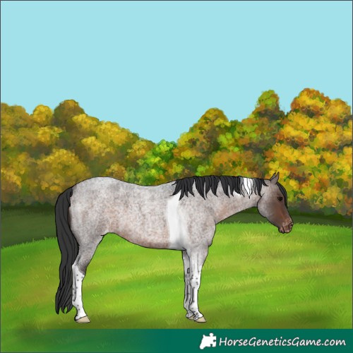 Horse Color:Brown Roan Tobiano Appaloosa 