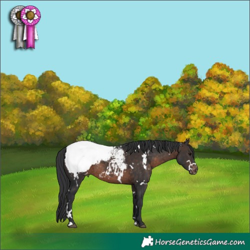 Horse Color:White Spotted Brown Appaloosa