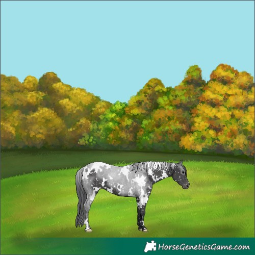 Horse Color:White Spotted Black Appaloosa