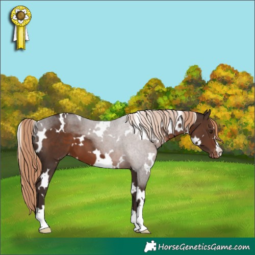 Horse Color:White Spotted Liver Chestnut Appaloosa 