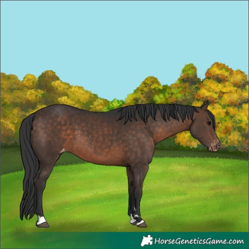 Horse Color:Bay Appaloosa 