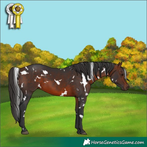 Horse Color:White Spotted Brown