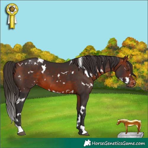 Horse Color:White Spotted Bay Appaloosa 