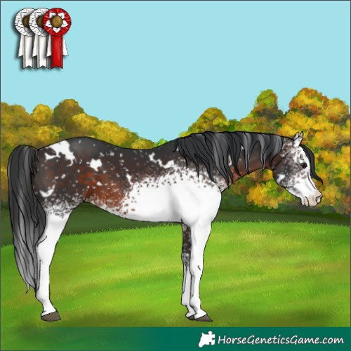 Horse Color:White Spotted Brown Appaloosa 