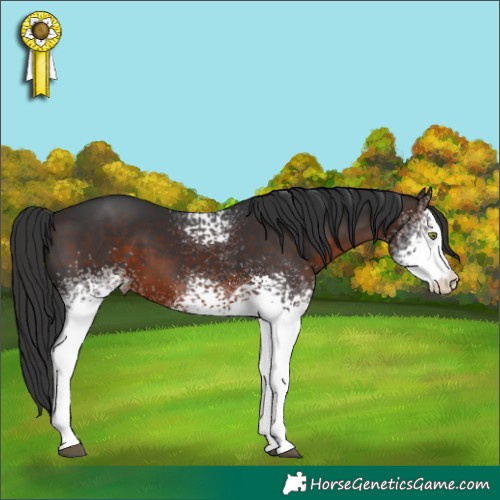 Horse Color:White Spotted Brown Appaloosa 