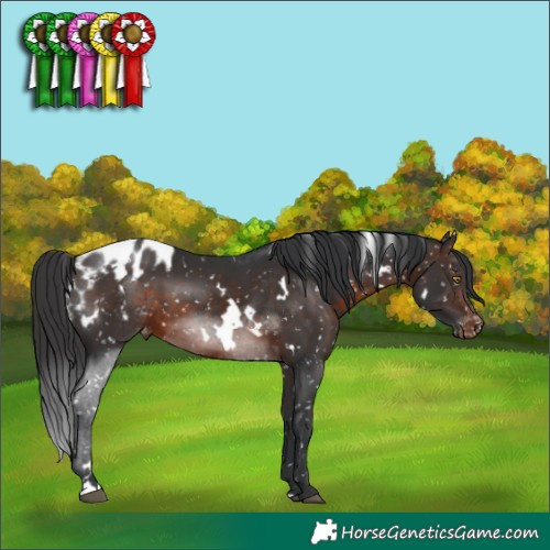 Horse Color:White Spotted Bay Appaloosa 