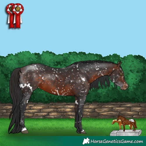 Horse Color:White Spotted Bay Appaloosa 
