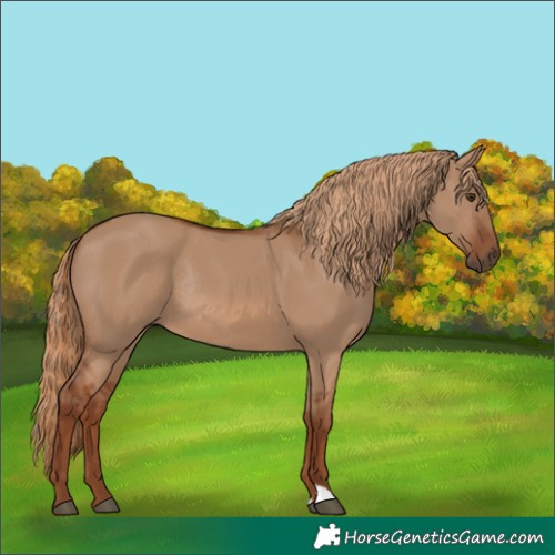 Horse Color:Red Dun Rabicano 