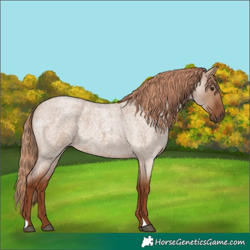 Horse Color:Red Dun Roan Rabicano 