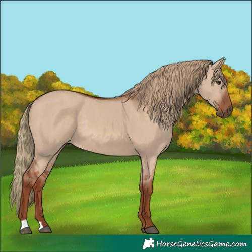 Horse Color:Red Dun Rabicano 