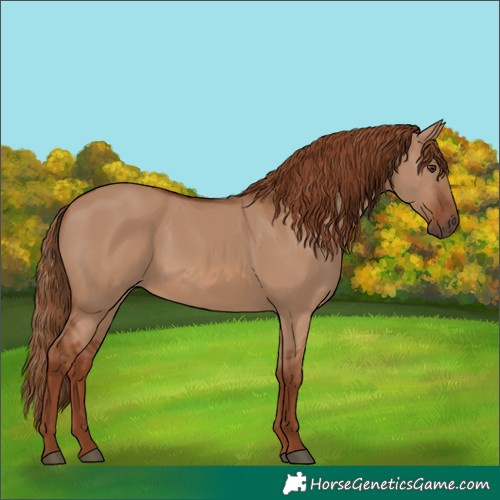 Horse Color:Red Dun Rabicano 
