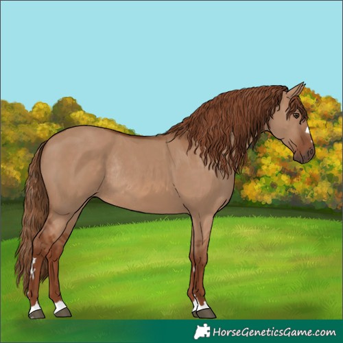 Horse Color:Red Dun Rabicano