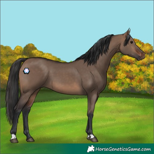 Horse Color:Brown Dun