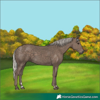 Horse Color:Silver Black 