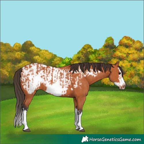 Horse Color:Bay Splash Frame  and Bay Splash Frame Appaloosa 