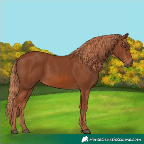 Horse Color:Chestnut 