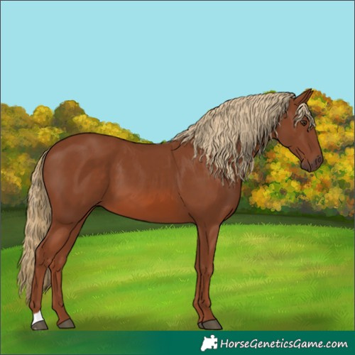Horse Color:Chestnut 