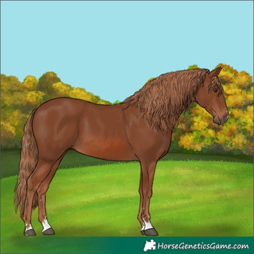 Horse Color:Chestnut 