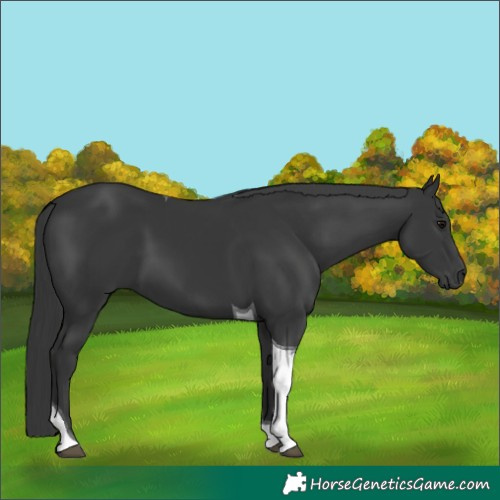 Horse Color:Black Tobiano 