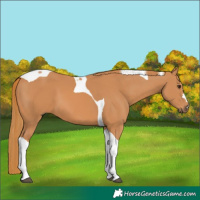 Horse Color:Chestnut Tobiano 