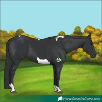 Horse Color:Black Tobiano
