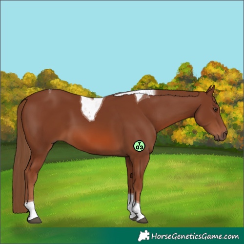 Horse Color:Chestnut Tobiano