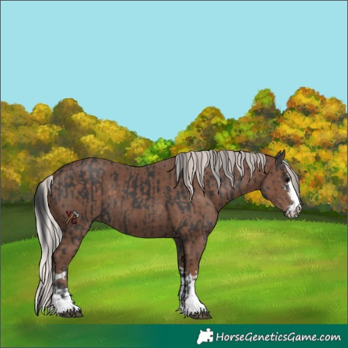 Horse Color:Black and Silver Black