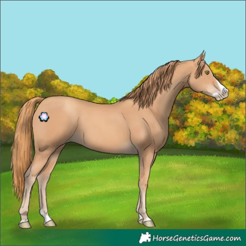 Horse Color:Gold Champagne Splash 