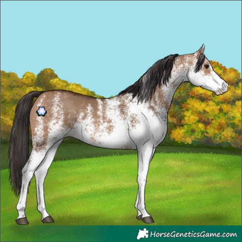Horse Color:White Spotted Bay Dun 