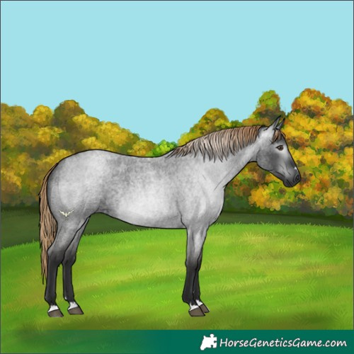 Horse Color:Gray Liver Red Roan Rabicano