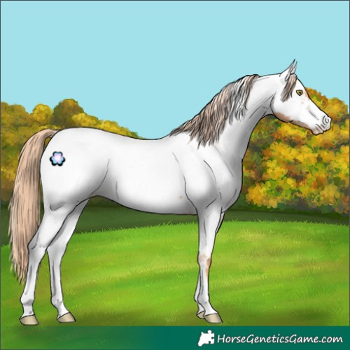 Horse Color:Gold Champagne Near Fewspot