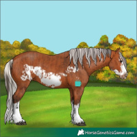 Horse Color:Bay Splash Frame  and Silver Bay Splash Frame 