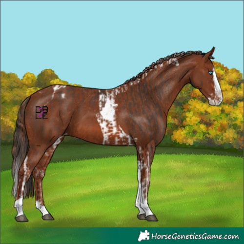 Horse Color:Bay Splash Tobiano Appaloosa  and Chestnut Splash Tobiano Appaloosa 
