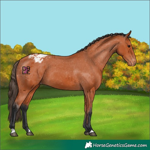 Horse Color:Bay Appaloosa