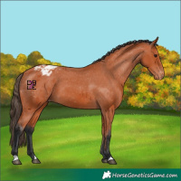 Horse Color:Bay Blanket
