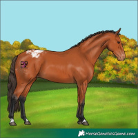 Horse Color:Bay Appaloosa 