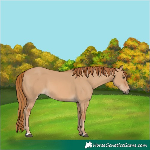 Horse Color:Red Dun 