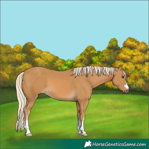 Horse Color:Palomino 