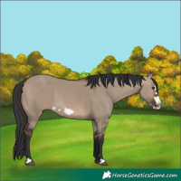 Horse Color:Brown Dun Frame 