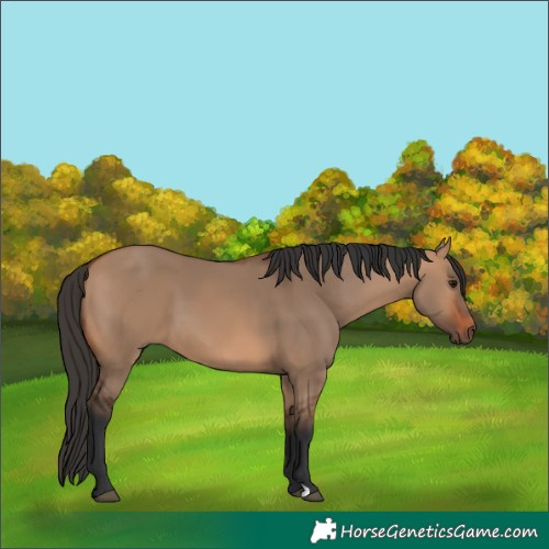 Horse Color:Bay Dun 
