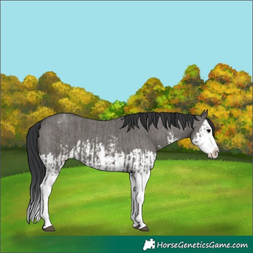 Horse Color:Grullo Sabino Splash and Grullo Sabino Splash