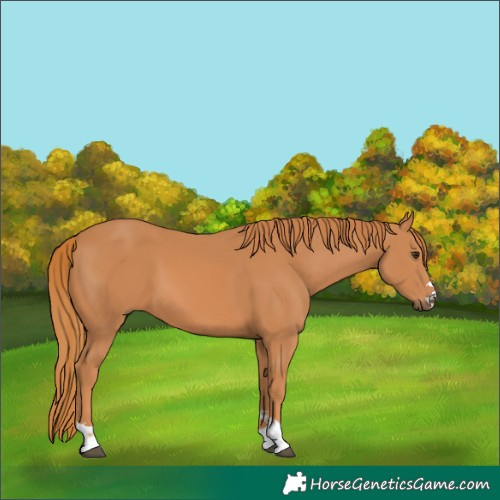 Horse Color:Chestnut 
