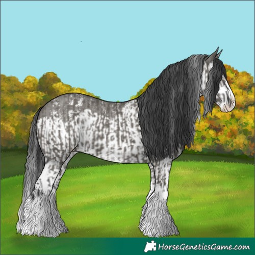 Horse Color:Grullo Sabino Splash  and Grullo Sabino Splash 