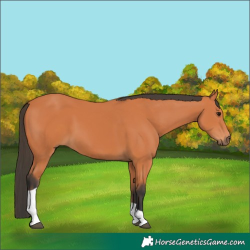 Horse Color:Bay Tobiano 