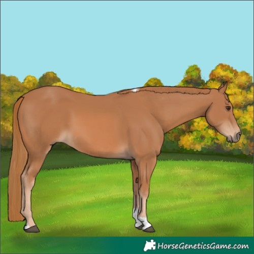 Horse Color:Chestnut Tobiano 
