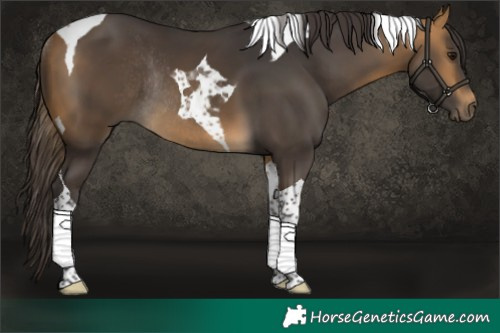Horse Color:Buckskin Tobiano Rabicano 