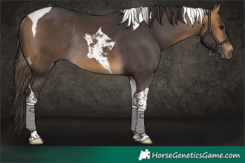 Horse Color:Buckskin Tobiano Rabicano 