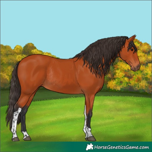 Horse Color:Unknown 
